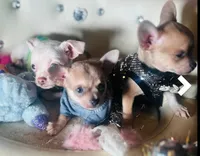 🍼Micro Teacup Reserevd 4 Beyoncé Celaine 🍭, a male Chihuahua and Peek-A-Pom for sale in New York City, NY – 3 of 6