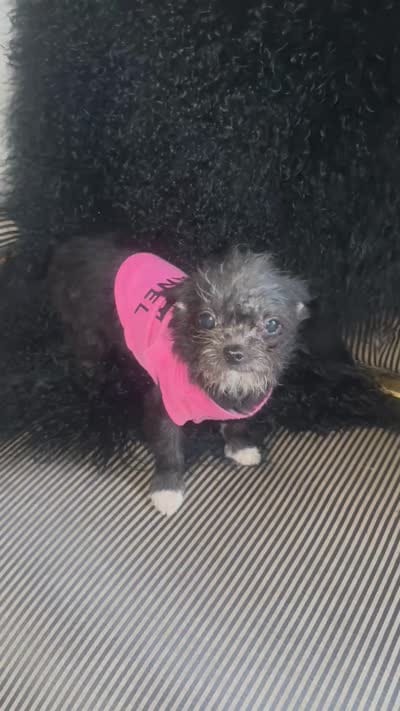 🔥Micro Nano  Mc Flurrie  💐, a female Pomapoo for sale in New York City, NY – 10 of 10
