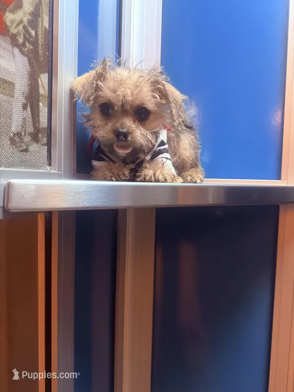 🧸Teacup Rolex  – Pomchi puppy for sale in New York City, NY