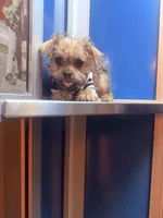 🧸Teacup Rolex Mothers Day Special 💐, a male Pomchi for sale in New York City, NY – 1 of 7