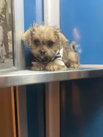 🧸Teacup Rolex Mothers Day Special 💐, a male Pomchi for sale in New York City, NY – 4 of 7