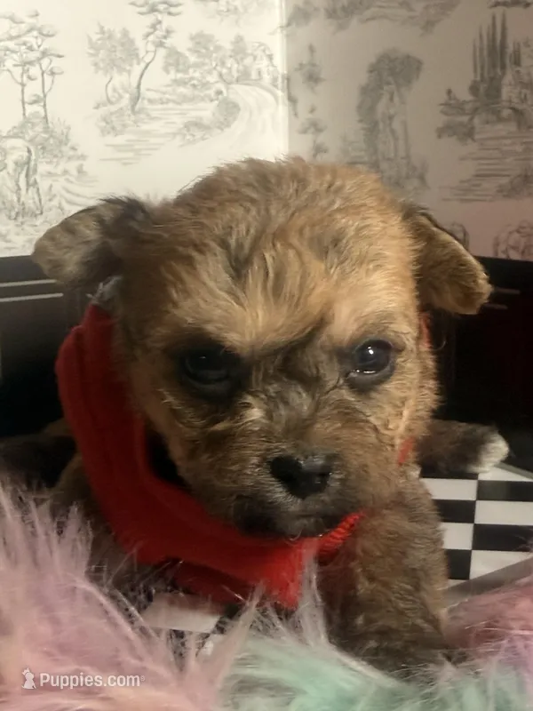 🧸Teacup Rolex  – Pomchi puppy for sale in New York City, NY