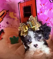 💕  Teacup  Cleopatra 🍭 , a female Poodle - Toy  for sale in New York City, NY – 10 of 10