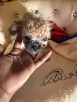 🐾Xs Teacup Puddin Pop , a male Poodle - Toy  for sale in New York City, NY – 5 of 8