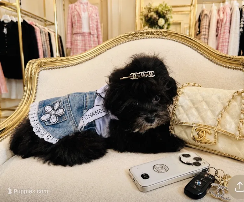 🌹 Tiny Teacup Orianna – Maltipoo puppy for sale in New York City, NY