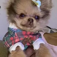 🫐Micro Napoleon 🫐, a male Pomeranian for sale in New York City, NY – Photo 2 of 5