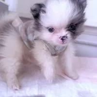 🫐Micro Napoleon 🫐, a male Pomeranian for sale in New York City, NY – Photo 1 of 5