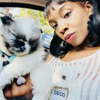 🫐Micro Napoleon 🫐, a male Pomeranian for sale in New York City, NY – Photo 3 of 5