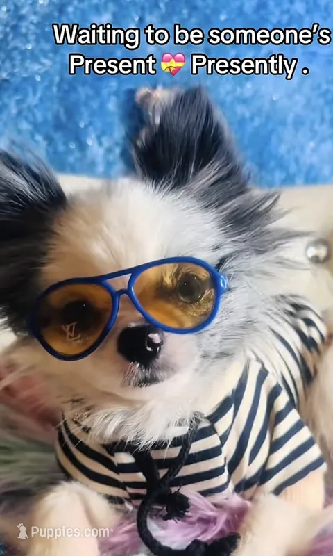 🫐Micro Napoleon 🫐 – Pomeranian puppy for sale in New York City, NY