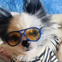 🫐Micro Napoleon 🫐, a male Pomeranian for sale in New York City, NY – Photo 5 of 5