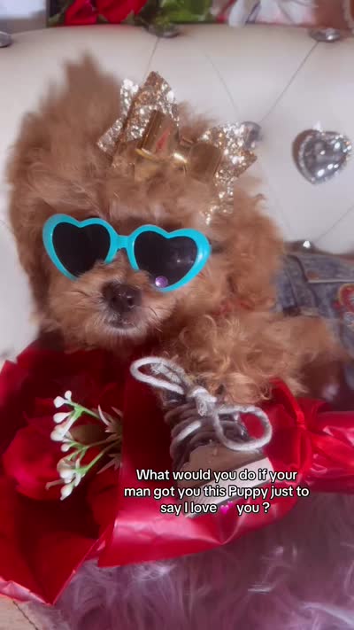 🐻  TCup Teddy DeLuxe, a male Poodle - Toy  for sale in New York City, NY – 5 of 5