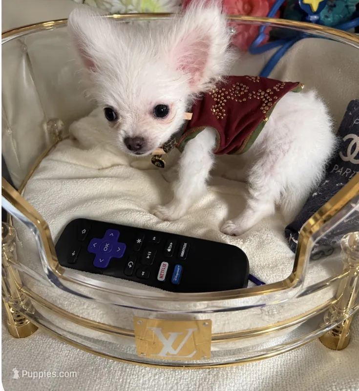 Micro Nano PayPal  – Pomapoo puppy for sale in New York City, NY