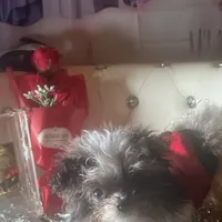 Micro Care Bear, a male Pomeranian and Poodle - Toy  for sale in New York City, NY – Photo 8 of 10