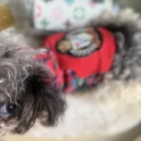 Micro Care Bear, a male Pomeranian and Poodle - Toy  for sale in New York City, NY – Photo 9 of 10