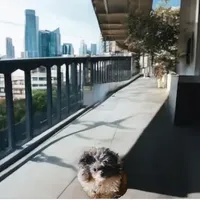 Micro Care Bear, a male Pomeranian and Poodle - Toy  for sale in New York City, NY – Photo 3 of 10