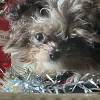 Micro Care Bear, a male Pomeranian and Poodle - Toy  for sale in New York City, NY – Photo 2 of 10