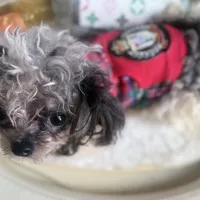Micro Care Bear, a male Pomeranian and Poodle - Toy  for sale in New York City, NY – Photo 10 of 10