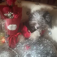 Micro Care Bear, a male Pomeranian and Poodle - Toy  for sale in New York City, NY – Photo 7 of 10