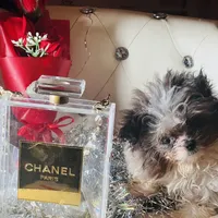 Micro Care Bear, a male Pomeranian and Poodle - Toy  for sale in New York City, NY – Photo 5 of 10