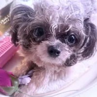 Micro Care Bear, a male Pomeranian and Poodle - Toy  for sale in New York City, NY – Photo 4 of 10