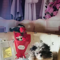 Micro Care Bear, a male Pomeranian and Poodle - Toy  for sale in New York City, NY – Photo 6 of 10