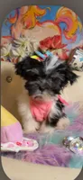 🍒 Xs Teacup Ariel 🧜‍♀️ , a female Maltese and Poodle - Toy  for sale in New York City, NY – 2 of 2