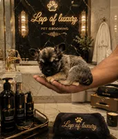 Supreme , a male French Bulldog and Poodle - Toy  for sale in New York City, NY – 2 of 4