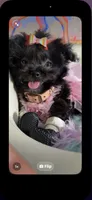  ⭐️ Tcup Sassy Betty Boop , a female Pomapoo for sale in New York City, NY – 2 of 6
