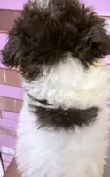 Micro Teacup Nestle Quick , a male Poodle - Toy  for sale in New York City, NY – 2 of 4