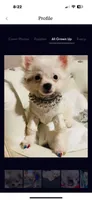 🍼Micro Teacup Reserevd 4 Beyoncé Celaine 🍭, a male Chihuahua and Peek-A-Pom for sale in New York City, NY – 4 of 6
