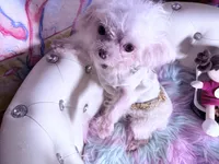 🌹Nano PrimeRose , a female Pomapoo for sale in New York City, NY – 2 of 6