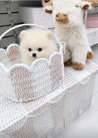 🍦 Micro Mr.Softee 🍦, a male Pomeranian for sale in New York City, NY – 3 of 8