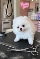 🍦 Micro Mr.Softee 🍦, a male Pomeranian for sale in New York City, NY – 4 of 8