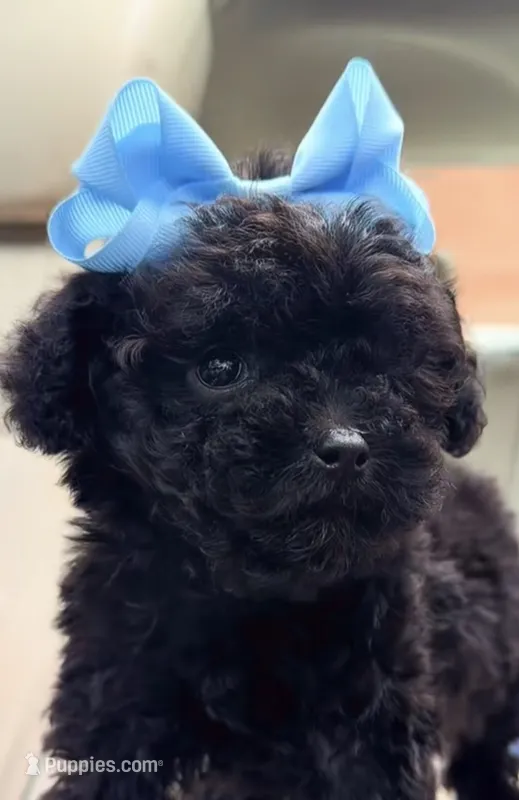💙Tiny Solar 🌎 – Poodle - Toy  puppy for sale in New York City, NY