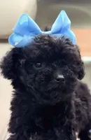 💙Tiny Solar 🌎, a male Poodle - Toy  for sale in New York City, NY – 1 of 2