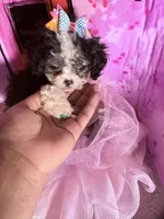 💕  Teacup  Cleopatra 🍭 , a female Poodle - Toy  for sale in New York City, NY – 9 of 10