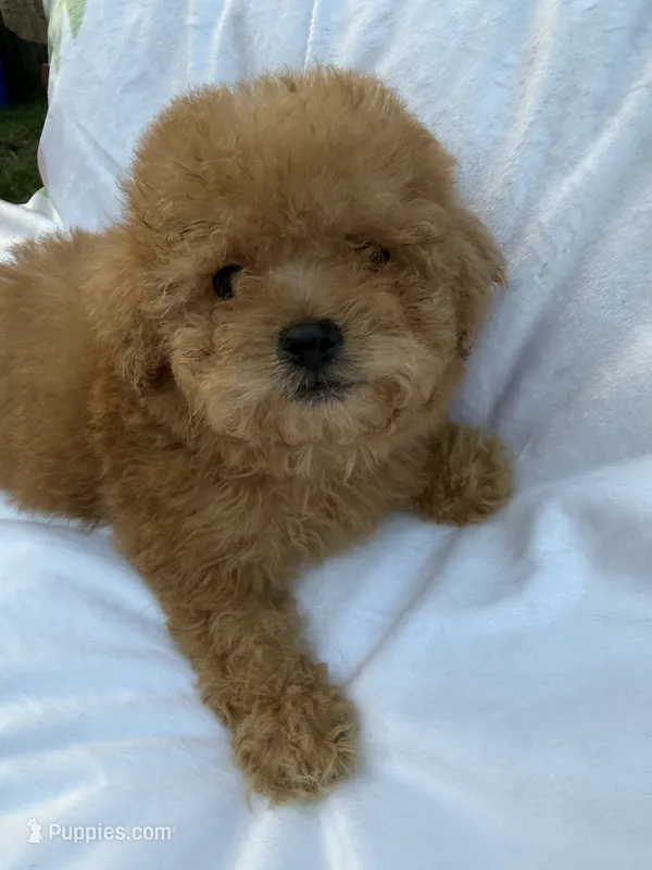TCup Teddy DeLuxe – Poodle - Toy  puppy for sale in New York City, NY