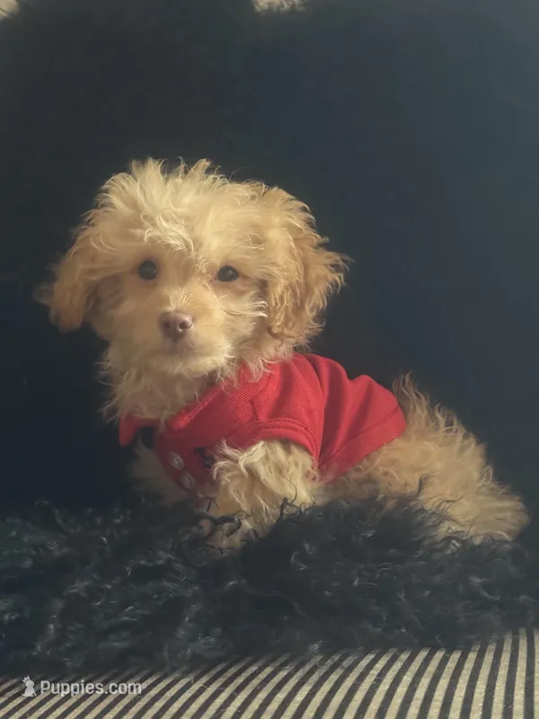 🍭 Teacup Honest John 