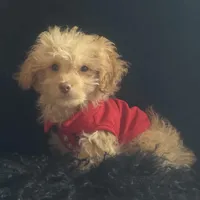 650$✌️ Tcup Honest John , a male Pomapoo for sale in New York City, NY – Photo 1 of 10