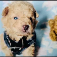 650$✌️ Tcup Honest John , a male Pomapoo for sale in New York City, NY – Photo 4 of 10