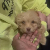 650$✌️ Tcup Honest John , a male Pomapoo for sale in New York City, NY – Photo 6 of 10