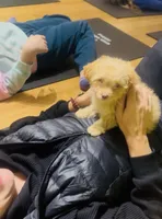 🍭 Teacup Honest John , a male Pomapoo for sale in New York City, NY – Photo 7 of 7