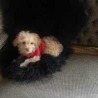 650$✌️ Tcup Honest John , a male Pomapoo for sale in New York City, NY – Photo 10 of 10