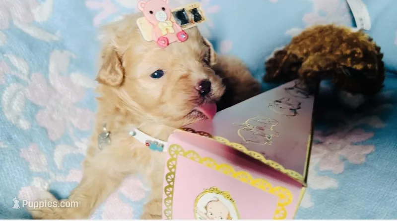 🍭 Teacup Honest John 