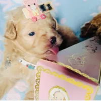 650$✌️ Tcup Honest John , a male Pomapoo for sale in New York City, NY – Photo 3 of 10