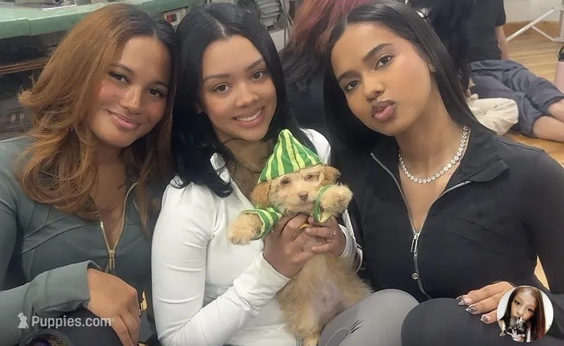 🍭 Teacup Honest John 