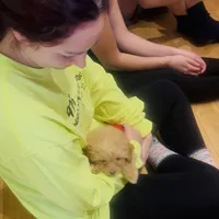 650$✌️ Tcup Honest John , a male Pomapoo for sale in New York City, NY – Photo 5 of 10