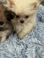  🍼 Alvin The Chipmunk 🐿️ , a male Pomeranian and Poodle - Toy  for sale in New York City, NY – 5 of 10