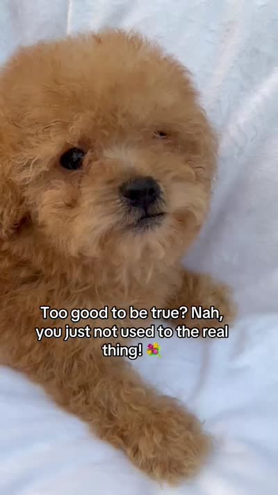 TCup Teddy DeLuxe, a male Poodle - Toy  for sale in New York City, NY – 3 of 3