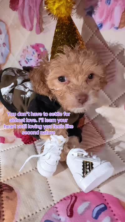 🍼Tcup Winne The Pooh 🥣, a male Poodle - Toy  for sale in New York City, NY – 2 of 3
